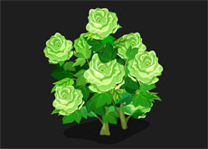 绿色饱满的玫瑰花flash动画