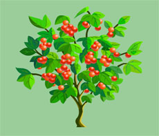 柿子树flash植物动画