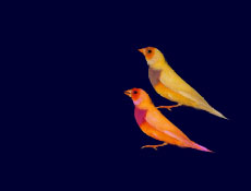 两只金色的小鸟flash动画