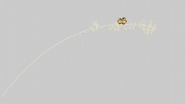 弯曲芦苇上的两只小鸟flash动画