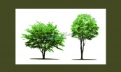 绿色树木元素矢量模板