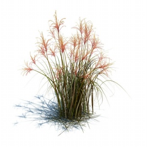 小草植物3D模型设计