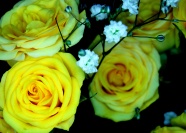 高清黄色玫瑰花图片下载