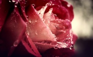 露珠玫瑰花图片下载
