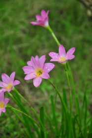 粉色水仙花高清图片