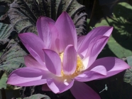 紫色莲花图片下载