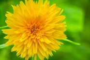 黄色菊花高清图片
