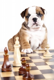 小狗与国际象棋图片