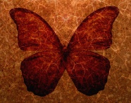 蝴蝶底纹背景图片