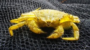 黄色螃蟹图片