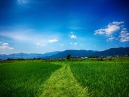 春天稻田风景图片