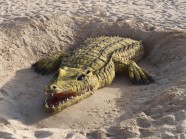 鳄鱼沙雕图片