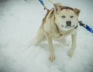 拉斯维加斯雪橇犬图片