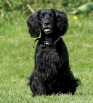 英国黑色可卡犬图片