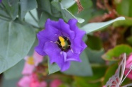 高清紫色花朵微距图片