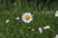 一支白雏菊图片