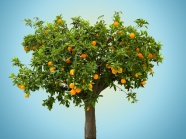 一颗橙子树图片