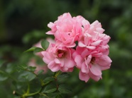 粉色玫瑰花绽放图片