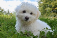 草地上白色幼犬图片