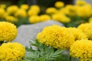 美丽黄色万寿菊图片