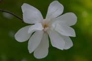 白色木兰花绽放图片