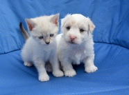 白色小猫小狗摄影图片