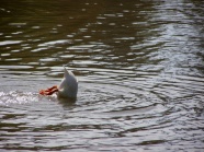 湖中戏水鸭子图片