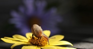 花朵上可爱蜗牛图片