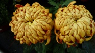 两朵黄色菊花近景图片