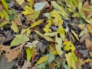 秋天枯黄落叶图片