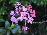 野生紫色小花朵图片