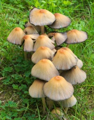 森林草地小蘑菇图片