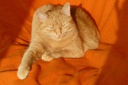 可爱橘猫图片