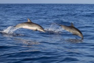 海洋嬉戏海豚图片