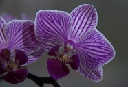 紫色蝴蝶兰鲜花图片
