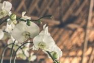 白色蝴蝶兰盆栽图片