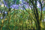 高清绿色树林图片