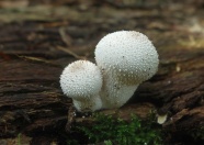 野生白色小蘑菇图片