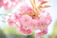 粉色红缨花朵图片
