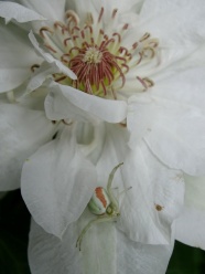 白色花朵微距拍摄图片