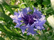 紫色矢车菊花朵图片