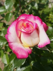 一只粉红玫瑰花图片