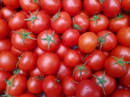 西红柿蔬菜背景图片