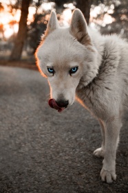 蓝眼睛的狗狗图片