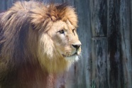 大狮子肖像图片