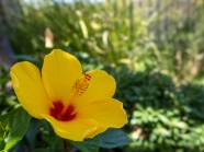 黄色木槿花朵图片