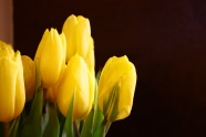 黄色郁金香花卉图片