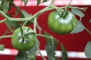 绿色西红柿蔬菜图片