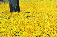 满地黄色落叶图片