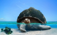 海洋大乌龟另类图片